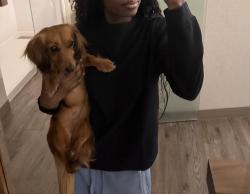Lost Female Dog last seen Hadley park trail, Houston, TX 77051