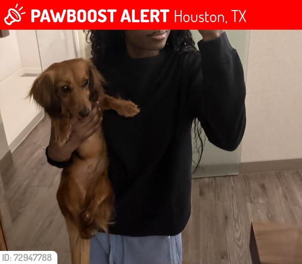 Lost Female Dog last seen Hadley park trail, Houston, TX 77051