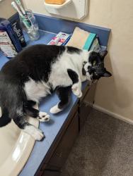 Reunited Female Cat last seen Near Greenock Ave, Fayetteville, NC 28304, USA, Fayetteville, NC 28304