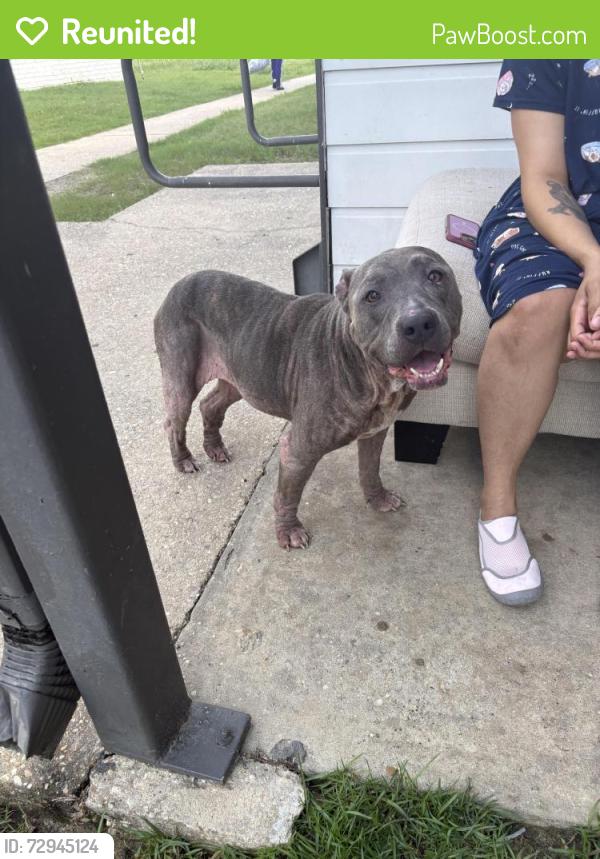 Reunited Female Dog last seen O’Neil , Baton Rouge, LA 70816