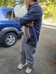 Reunited Unknown Cat last seen Curtis & Yorston , Burnaby, BC 