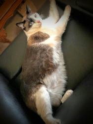 Lost Female Cat last seen Kraemer and Chapman Ave , Placentia, CA 92870