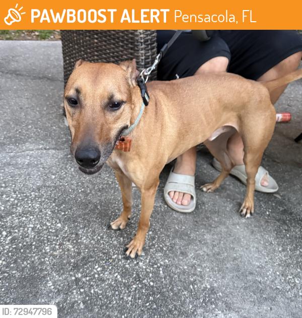 Found/Stray Male Dog last seen Moreno and Pickens, Pensacola, FL 32503