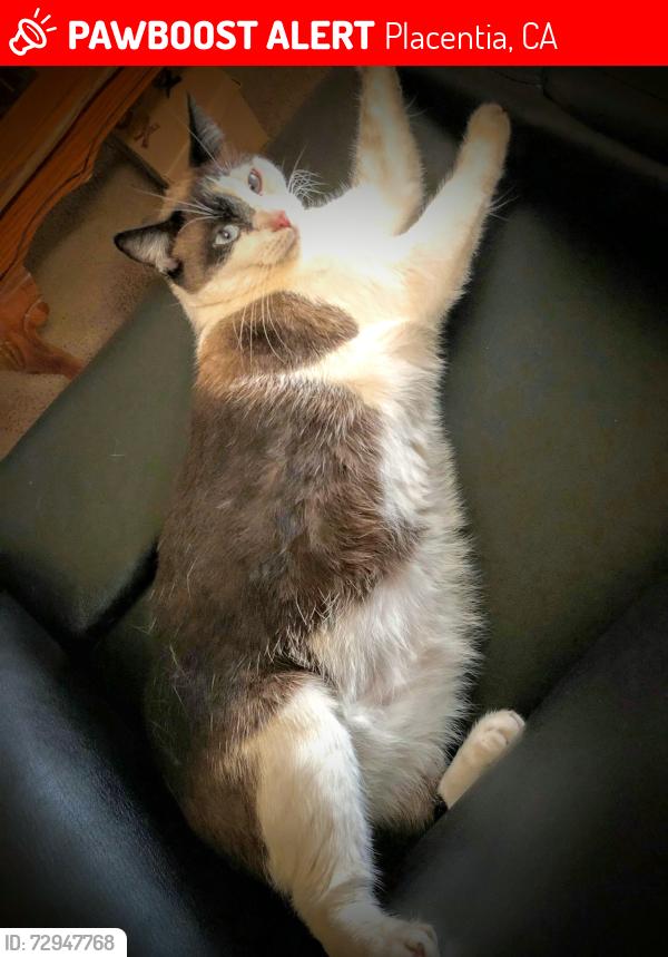 Lost Female Cat last seen Kraemer and Chapman Ave , Placentia, CA 92870