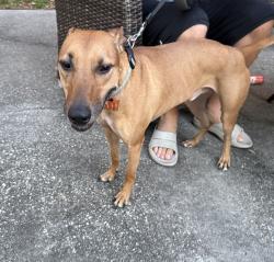 Found/Stray Male Dog last seen Moreno and Pickens, Pensacola, FL 32503
