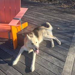 Lost Male Dog last seen Morningview and Tchulahoma , Memphis, TN 38118