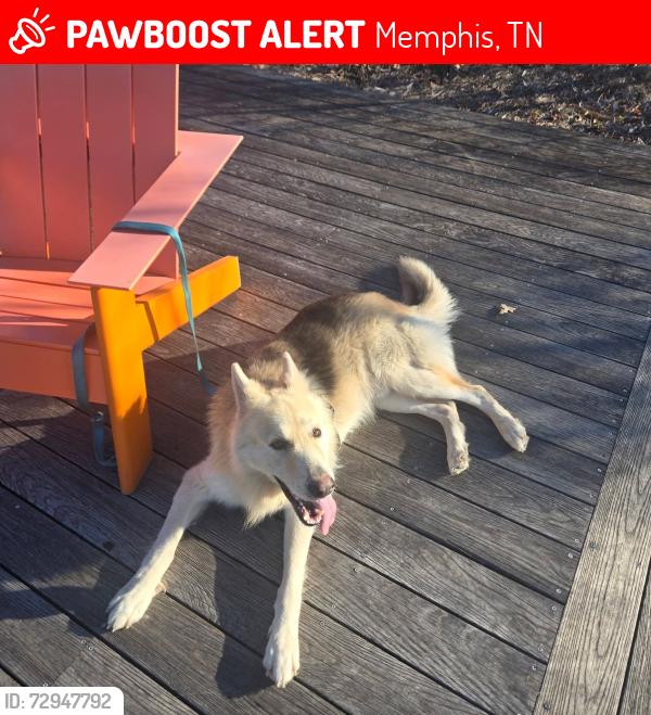 Lost Male Dog last seen Morningview and Tchulahoma , Memphis, TN 38118