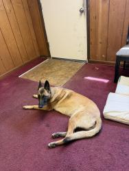 Found/Stray Female Dog last seen Near east end avenue south Chicago Heights 60411, South Chicago Heights, IL 60411