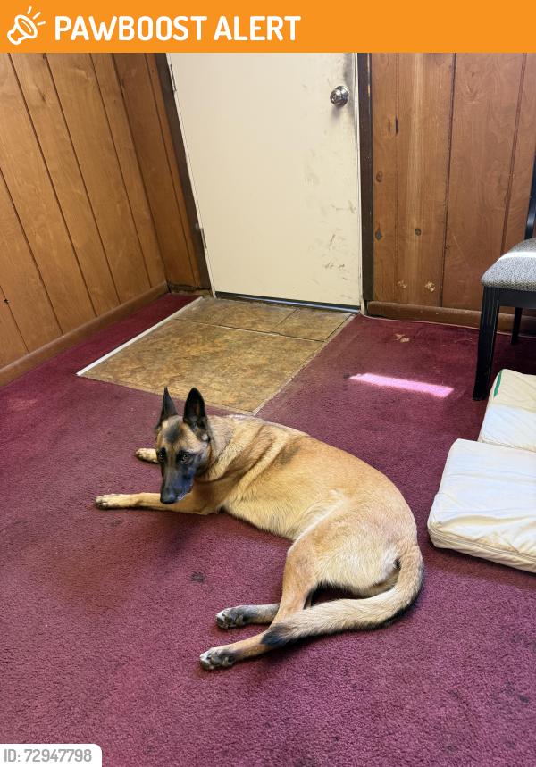 Found/Stray Female Dog last seen Near east end avenue south Chicago Heights 60411, South Chicago Heights, IL 60411