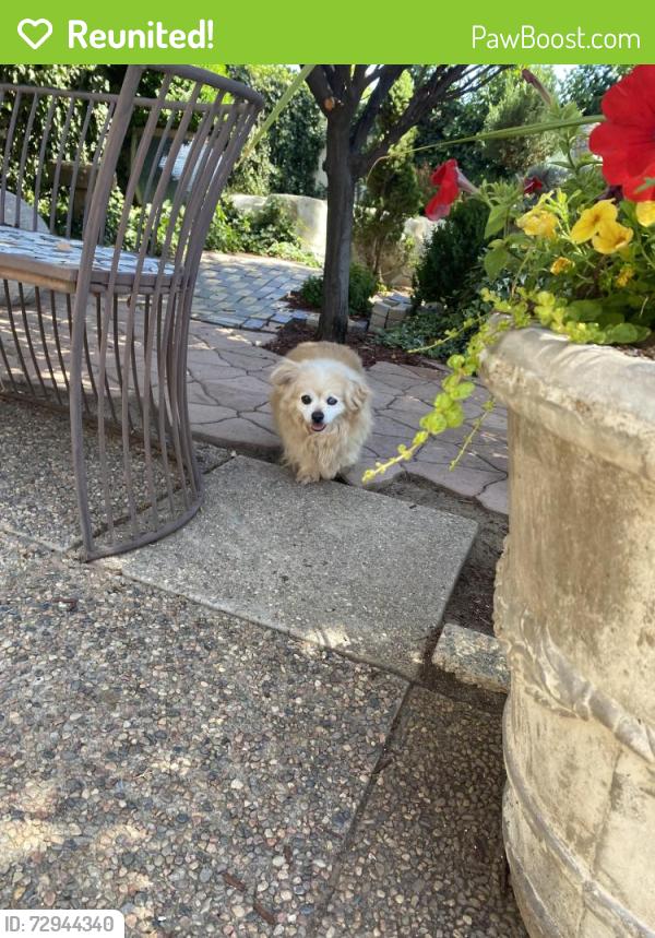 Reunited Male Dog last seen Marron Circle NE & Mountain Rd NE, Albuquerque, NM 87112