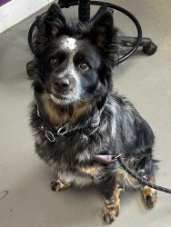 Shelter Stray Male Dog last seen Near S Wilson Street S, Midvale, UT, 84047, Taylorsville, UT 84123