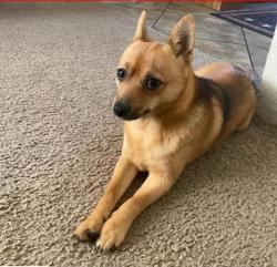Lost Male Dog last seen Smoothstone Dr, Cleburne, TX 76033
