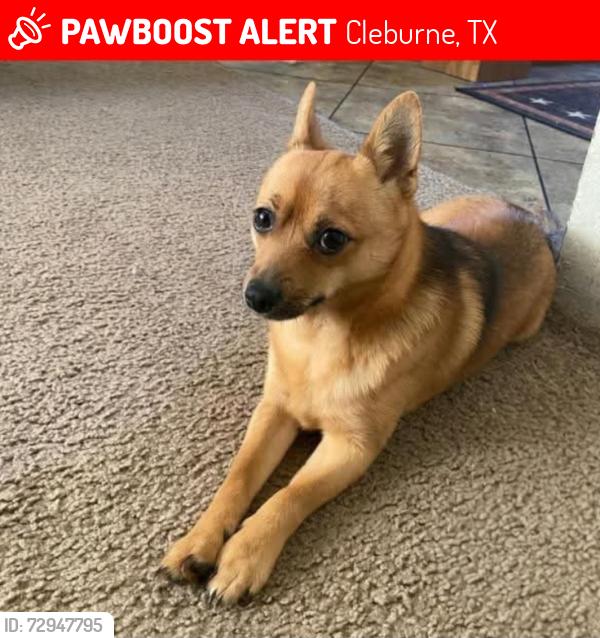 Lost Male Dog last seen Smoothstone Dr, Cleburne, TX 76033