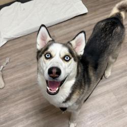Shelter Stray Male Dog last seen Near Lake Drive, Encinitas, CA, 92024, Oceanside, CA 92058
