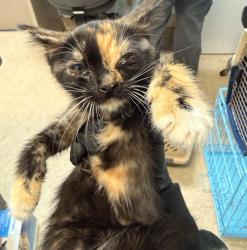 Shelter Stray Female Cat last seen Near Grove Avenue, San Diego, CA, 92154, San Diego, CA 92110
