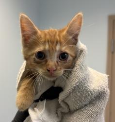 Shelter Stray Female Cat last seen Near Grove Avenue, San Diego, CA, 92154, San Diego, CA 92110