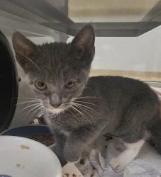 Shelter Stray Female Cat last seen Near E Valley Parkway, Escondido, CA, 92027, Escondido, CA 92027