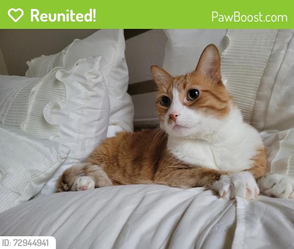 Reunited Male Cat last seen white oak and timber drive, Garner, NC 27529
