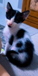 Reunited Male Cat last seen S Alley Ct, Houston, TX 77082