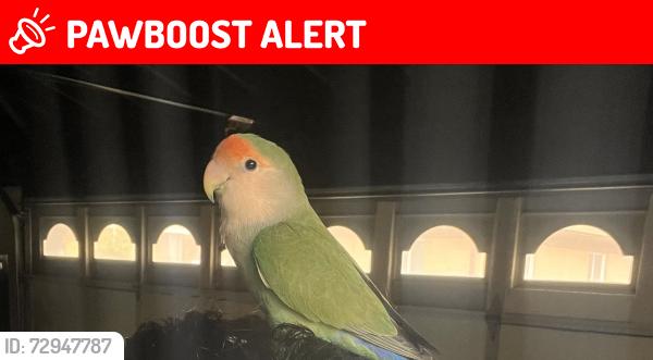 Lost Male Bird last seen Near fenton  & Hass , Dearborn Heights, MI 48127