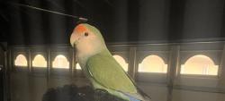 Lost Male Bird last seen Near fenton  & Hass , Dearborn Heights, MI 48127
