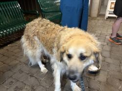 Found/Stray Unknown Dog last seen Visitor Center, Knoxville, TN 37920
