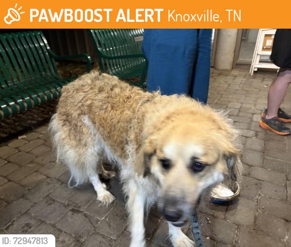 Found/Stray Unknown Dog last seen Visitor Center, Knoxville, TN 37920