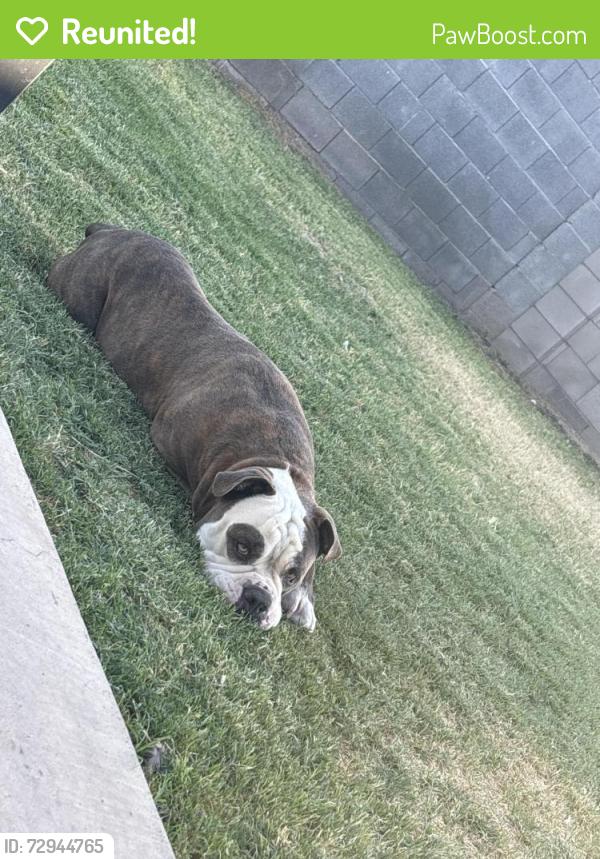 Reunited Male Dog last seen Near E Birchwood Ave Mesa Az 85208 by the park , Mesa, AZ 85208