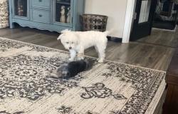 Lost Female Dog last seen 100th a d Wadsworth, Westminster, CO 80021