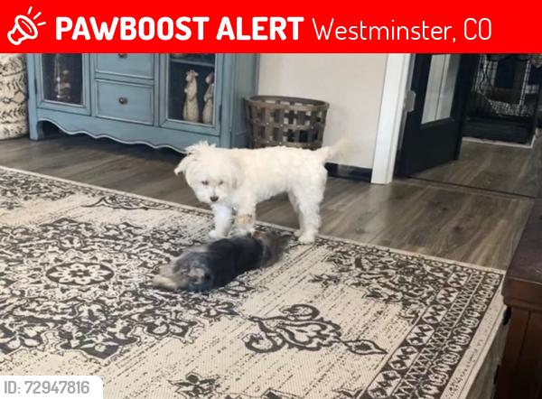 Lost Female Dog last seen 100th a d Wadsworth, Westminster, CO 80021