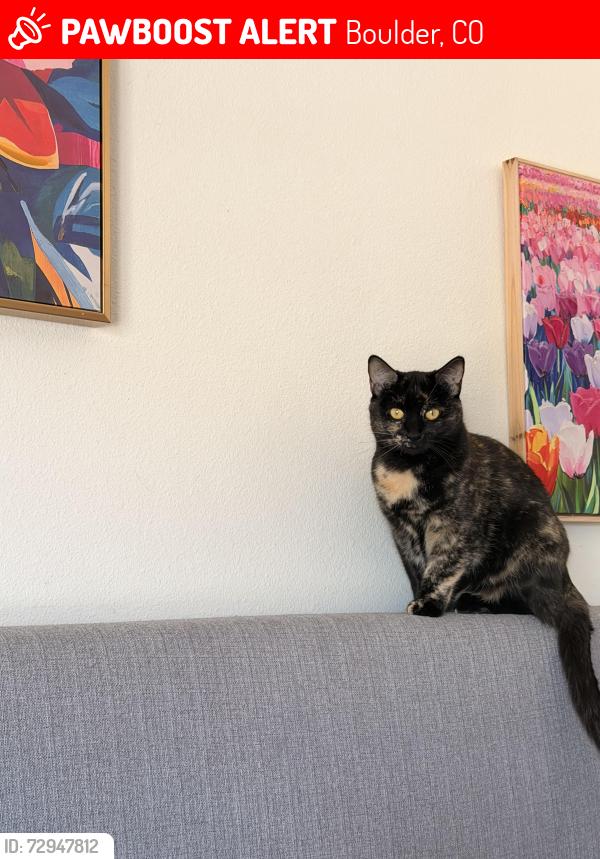 Lost Female Cat last seen 32nd and Meredith st, Boulder, CO 80301