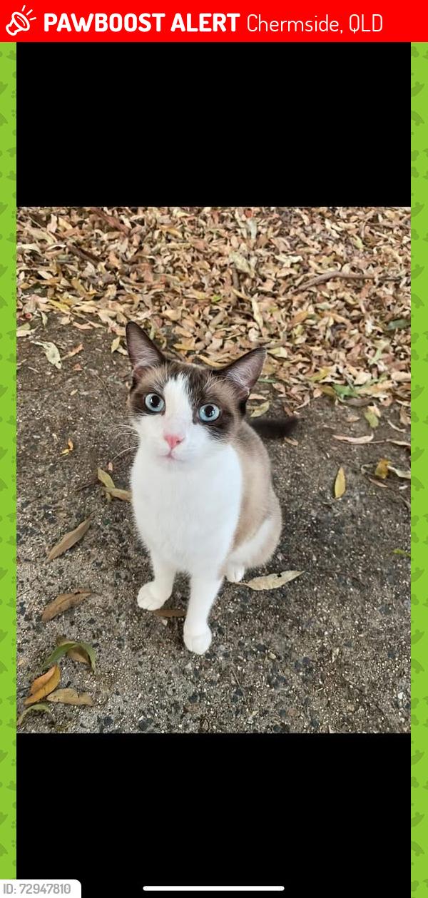 Lost Female Cat last seen Hilltop avenue chermside, Chermside, QLD 4032