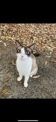 Lost Female Cat last seen Hilltop avenue chermside, Chermside, QLD 4032