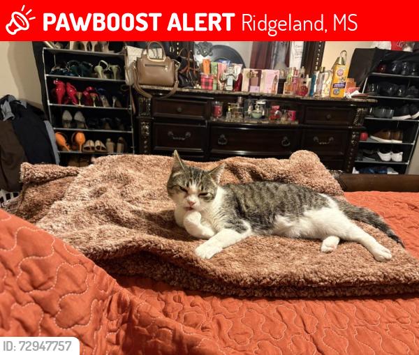 Lost Female Cat last seen Greenwood Lane, Ridgeland, MS 39157