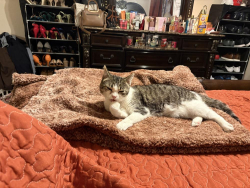 Lost Female Cat last seen Greenwood Lane, Ridgeland, MS 39157