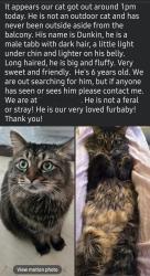 Reunited Male Cat last seen Carolina Beach Road, Inlet Acres, McQuillin, Lehigh, Wilmington, NC 28412