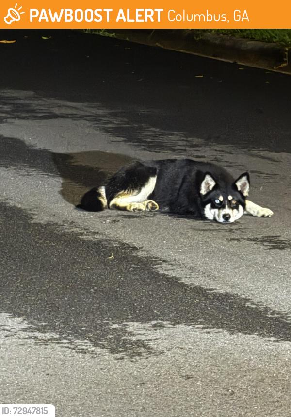 Found/Stray Unknown Dog last seen It was around mayfield drive and nearby roaming, Columbus, GA 31907