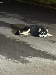 Found/Stray Unknown Dog last seen It was around mayfield drive and nearby roaming , Columbus, GA 31907