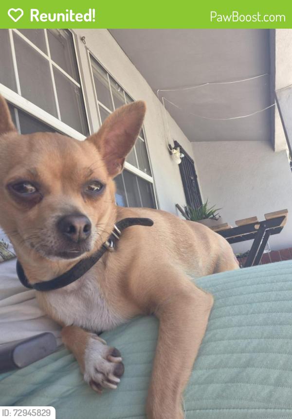 Reunited Male Dog last seen Santa Ana, CA, USA, Santa Ana, CA 92701