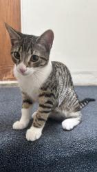 Lost Male Cat last seen Near Halladay St, Jersey City, NJ 07304, Jersey City, NJ 07304