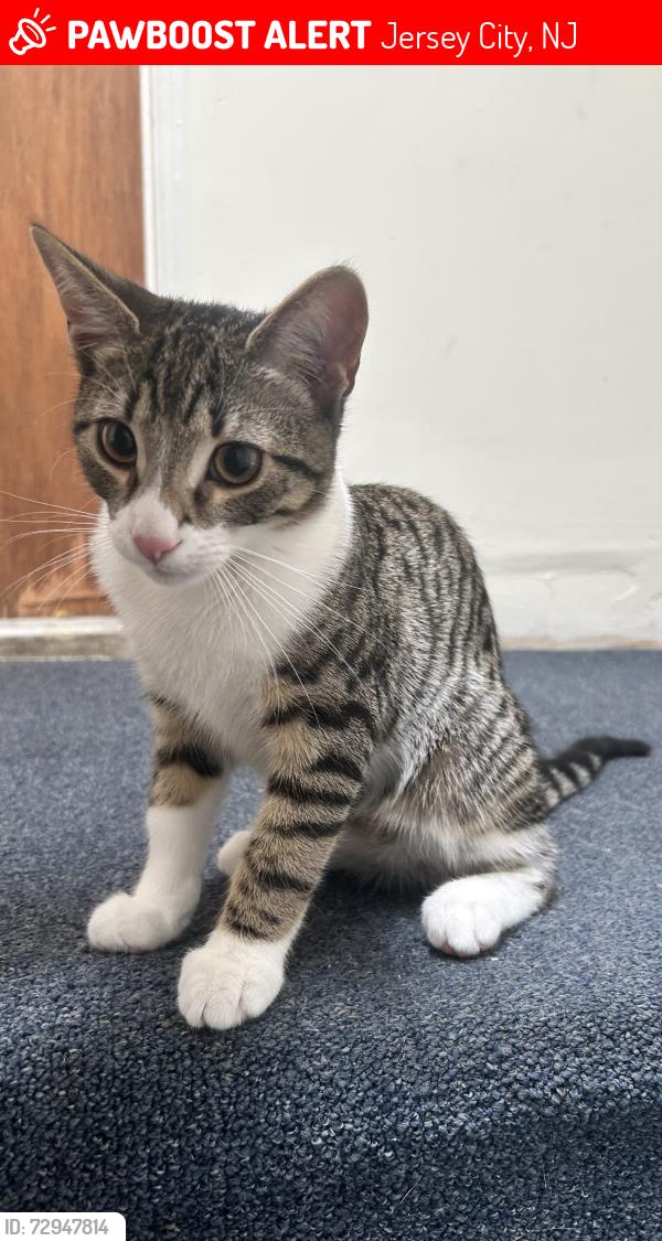 Lost Male Cat last seen Near Halladay St, Jersey City, NJ 07304, Jersey City, NJ 07304