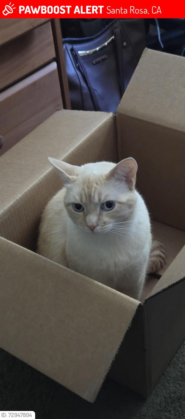 Lost Male Cat last seen Maple. Luther Burbank Park. , Santa Rosa, CA 95404