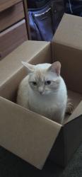 Lost Male Cat last seen Maple. Luther Burbank Park. , Santa Rosa, CA 95404