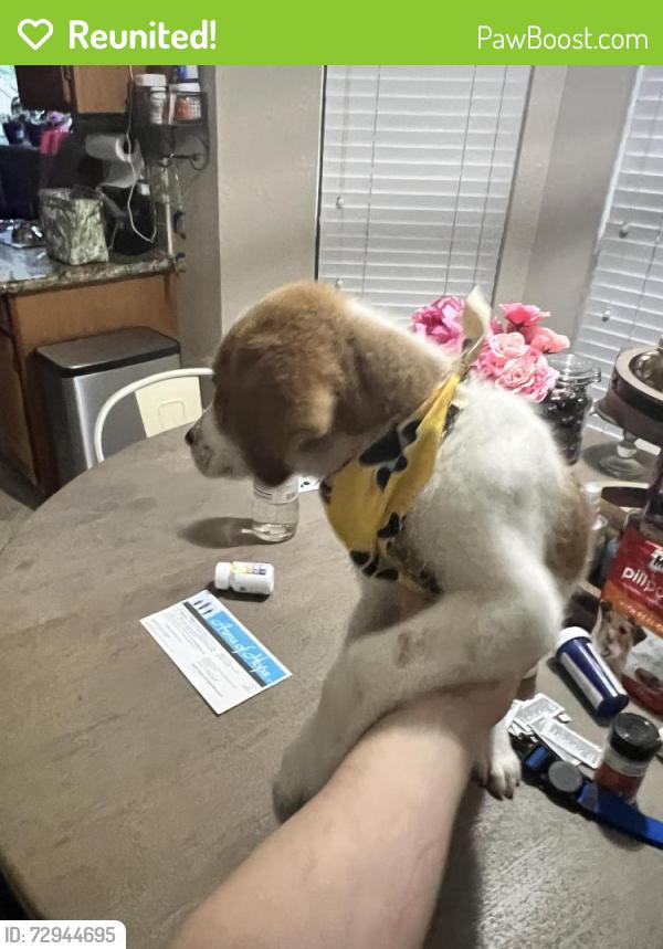 Reunited Unknown Dog last seen North village knoll circle, The Woodlands, TX 77381
