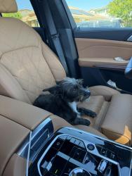 Reunited Female Dog last seen Meadows Park, Temecula, CA 92592
