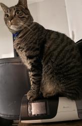 Lost Male Cat last seen Glencrest Loop, St. Cloud, FL 34772