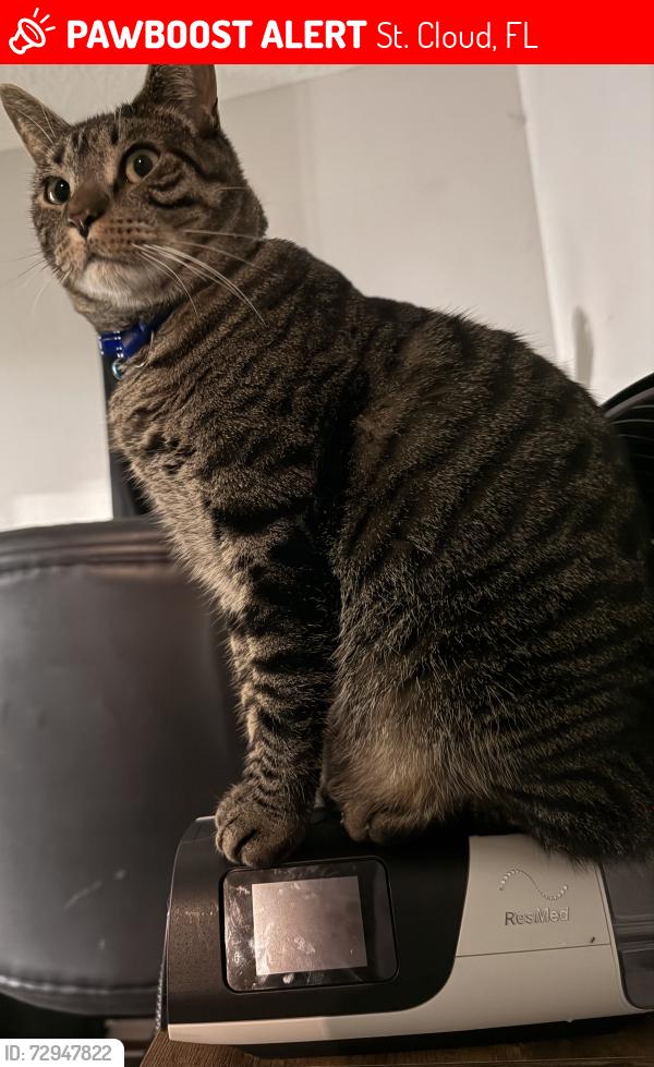 Lost Male Cat last seen Glencrest Loop, St. Cloud, FL 34772
