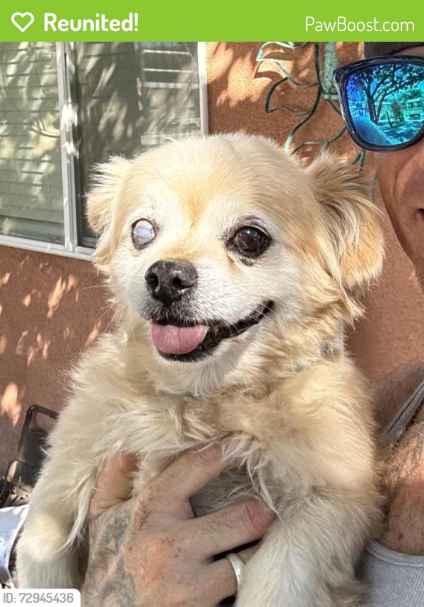 Reunited Male Dog last seen Moon and Constitution, Albuquerque, NM 87112