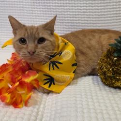 Shelter Stray Male Cat last seen , Tipton, IN 46072
