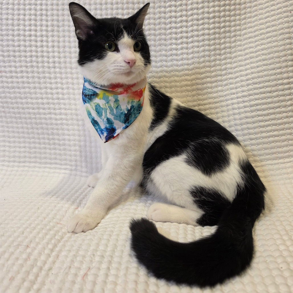 Shelter Stray Male Cat last seen , Tipton, IN 46072